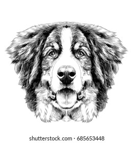 the dog head is symmetrical front the Bernese mountain dog sketch vector black and white drawing