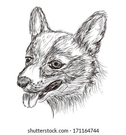 the dog head vector illustration