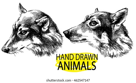 dog head , wolf . Vector freehand drawing in vintage style . Fast sketch .