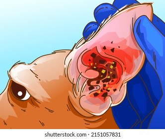 Ein Hund mit gesundheitlichen Problemen.  Erkrankungen der Ohren des Hundes. Tierärztliche Illustration. Vektorgrafik.