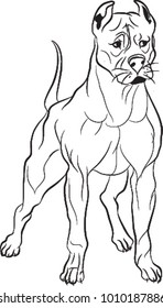 Dog, Healthy Dog, Dog Breed