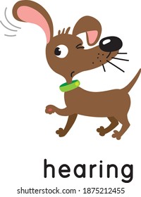 A dog is hearing. One of five senses. Hearing illustration