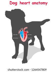 Dog heart anatomy on black dog silhouette with shadow isolated. Part of the mammal  heart. Anatomy of pet heart illustration. Education vector illustration.