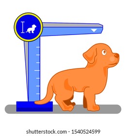 Dog height gauge. Cute dog animals. Animal height growth chart. Poster and print template design. Vector illustration