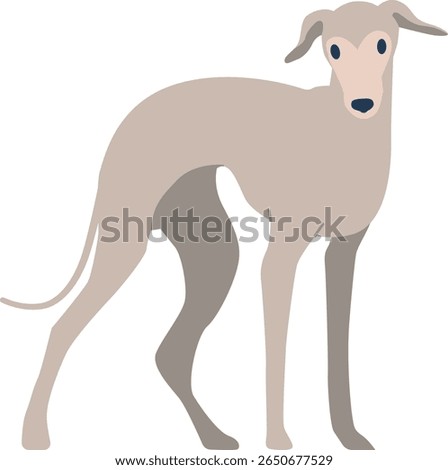 Dog hound hairless breed vector illustration