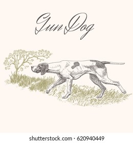 Dog. Hunting. Gun Dog Isolated Vector Engraved Illustration With Landscape Background 