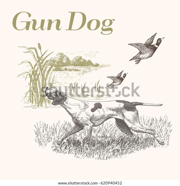 Dog. Hunting. Gun dog isolated
vector engraved illustration with landscape background
