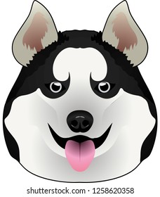  dog husky Alaskan Malamute