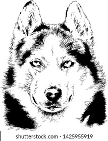 dog husky hand-drawn ink on white background sketch