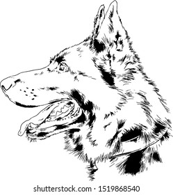 dog husky hand-drawn ink on white background sketch