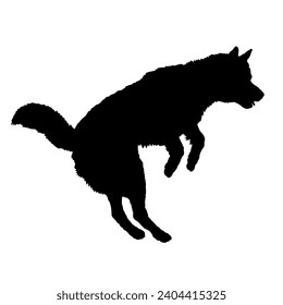 Dog Husky jumping silhouette Breeds Bundle Dogs on the move. Dogs in different poses.
The dog jumps, the dog runs. The dog is sitting lying down is playing
