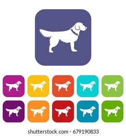 Dog icons set vector illustration in flat style In colors red, blue, green and other