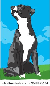 Dog illustration - black and white pit bull dog sitting on grass with blue sky behind