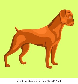 Dog illustration. Boxer. Yellow background