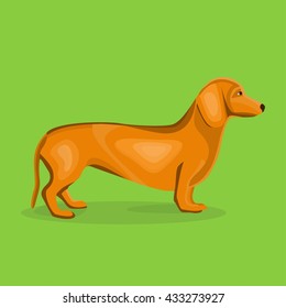 Dog illustration. Dachshund dog breed. green background