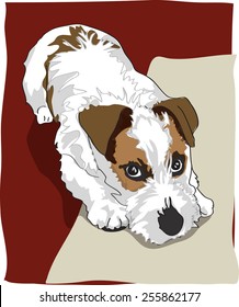 Dog illustration - Jack Russel Terrier Puppy, tricolor bristly fur, lying