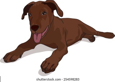 Dog illustration - labrador chocolate puppy