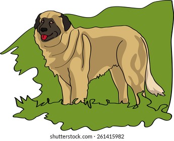 Dog illustration - Serra da Estrela Mountain dog - Portuguese shepherd \ herd-guarding dog