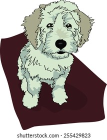 Dog illustration - Terceira Cattle Dog puppy, light color