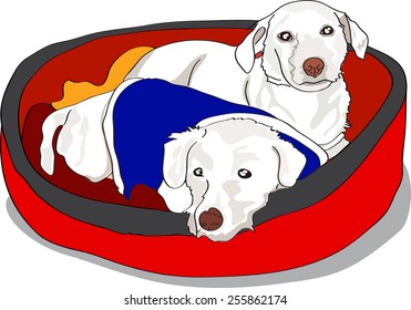 Dog illustration - Two Small white Dogs lying in bed