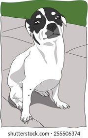 Dog illustration - White and grey chihuahua sitting with background