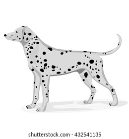 Dog illustration.Dalmatian. 