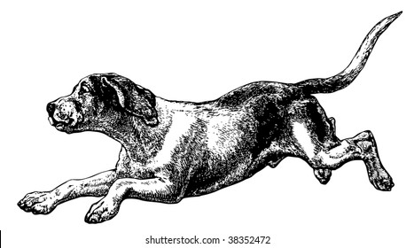 Dog. Imitation of an ancient engraving