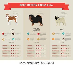  Dog infographic illustration vector icons set. Akita, tibetan mastiff and pug