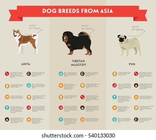  Dog infographic illustration vector icons set. Akita, tibetan mastiff and pug