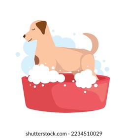 Dog inside shower on white background