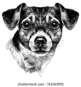 dog Jack Russell Terrier with bow head sketch vector graphics monochrome black-and-white drawing