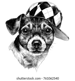 dog Jack Russell Terrier head with a cap sketch vector graphics monochrome colored drawing