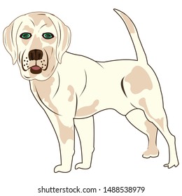 Dog labrador on white background is insulated