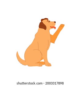dog labrador retrieve sits and gives a front paw. cute dog smiles and obeys commands. training a labrador. a puppy from a shelter asks to go home and playing. red-haired beige animal. 