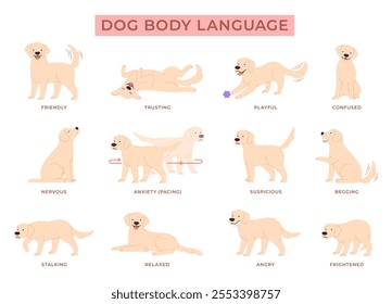 Dog language. Puppy behavior info poster. Cute labrador golden retriever in different poses and reactions. Pet emotions, anxiety happy angry, racy vector set