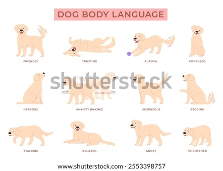 Dog language. Puppy behavior info poster. Cute labrador golden retriever in different poses and reactions. Pet emotions, anxiety happy angry, racy vector set