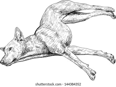 Dog lie leisurely on stretching it's leg pose.