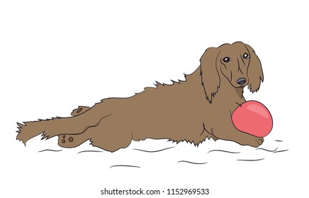 dog lies, dachshund brown, vector, white background