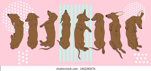 dog lies, dachshund brown, vector, bright background