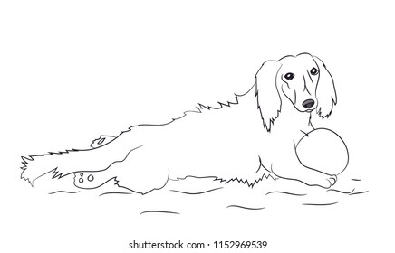 dog lies, dachshund, lines, vector, white background