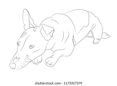 dog lies drawing lines, vector, white background