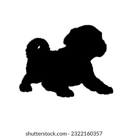  Dog lies Havanese Dog puppies silhouette. Baby dog silhouette Puppy breeds 