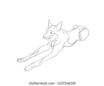 dog lies, lines, vector, white background
