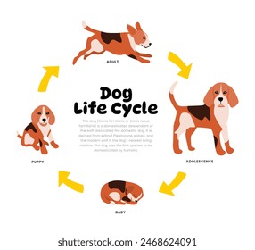 Diagrama del ciclo de vida del perro para la ilustración del esquema del proceso de desarrollo de la Educación de la Ciencia, Diferentes etapas del insecto de las etapas bebé, cachorro, adulto a la adolescencia, explicación de la Reproducción.