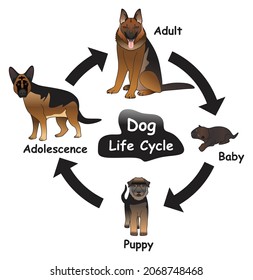 Dog Life Cycle Infographic Diagram Showing Different Phases And Development Stages Including Baby Puppy Adolescent And Adult Dog For Biology Science Education