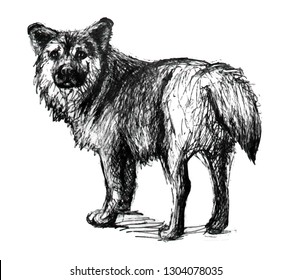 Dog. Line drawing