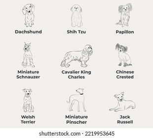 Dog Line Drawing  line art  one color  black   white  vector isolated illustration in black color white background  Dachshund  doxie  Shih Tzu  Papillon  Miniature Schnauzer  Chinese Crested 