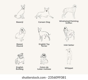 Dog Line Drawing, line art, one color, black and white, vector isolated illustration in black color on white background. Canaan dog, Basenji, Basset Hound, English Toy Terrier, Сoton de tulear maltese