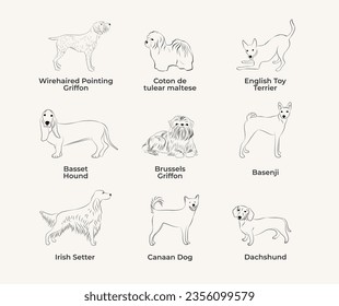 Dog Line Drawing, line art, one color, black and white, vector isolated illustration in black color on white background. Canaan dog, Basenji, Basset Hound, English Toy Terrier, Сoton de tulear maltese