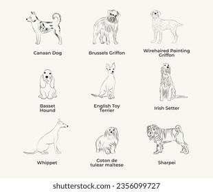 Dog Line Drawing, line art, one color, black and white, vector isolated illustration in black color on white background. Canaan dog, Basenji, Basset Hound, English Toy Terrier, Сoton de tulear maltese